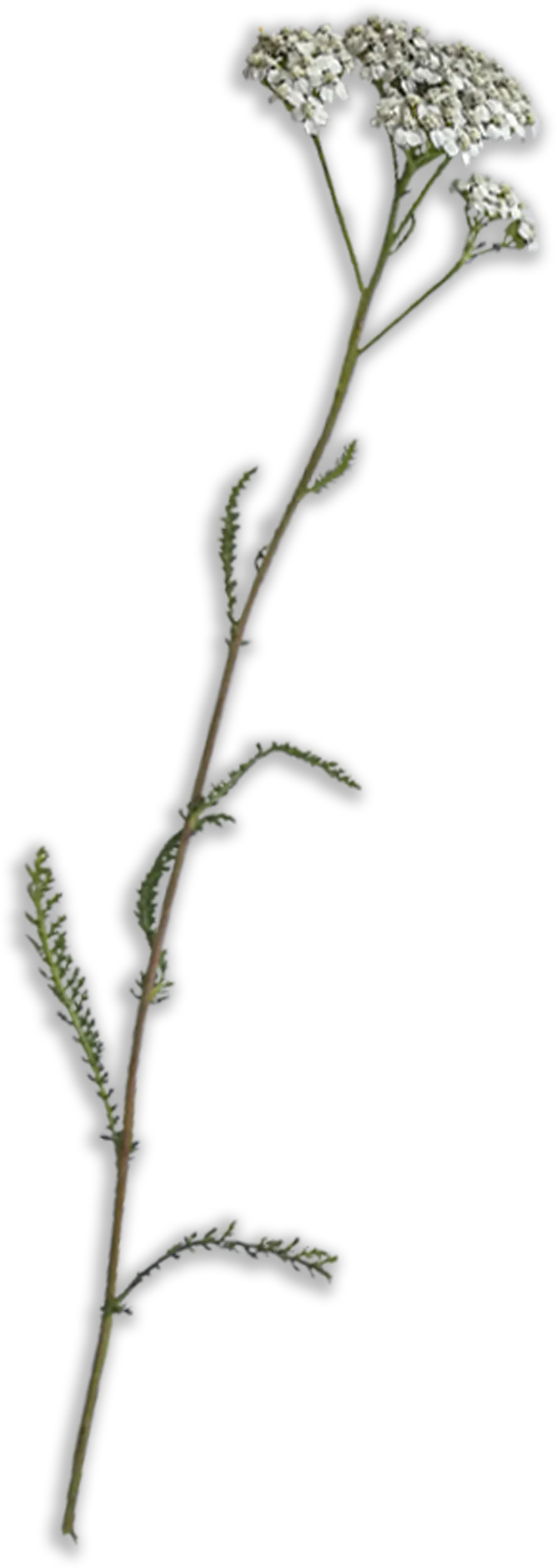 flower1